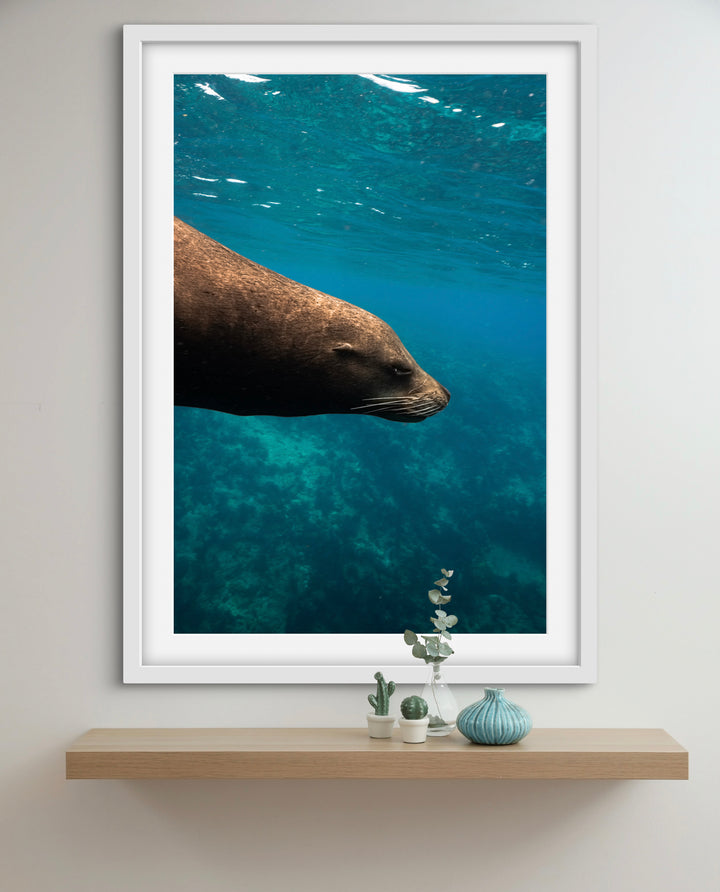 sea lion 1