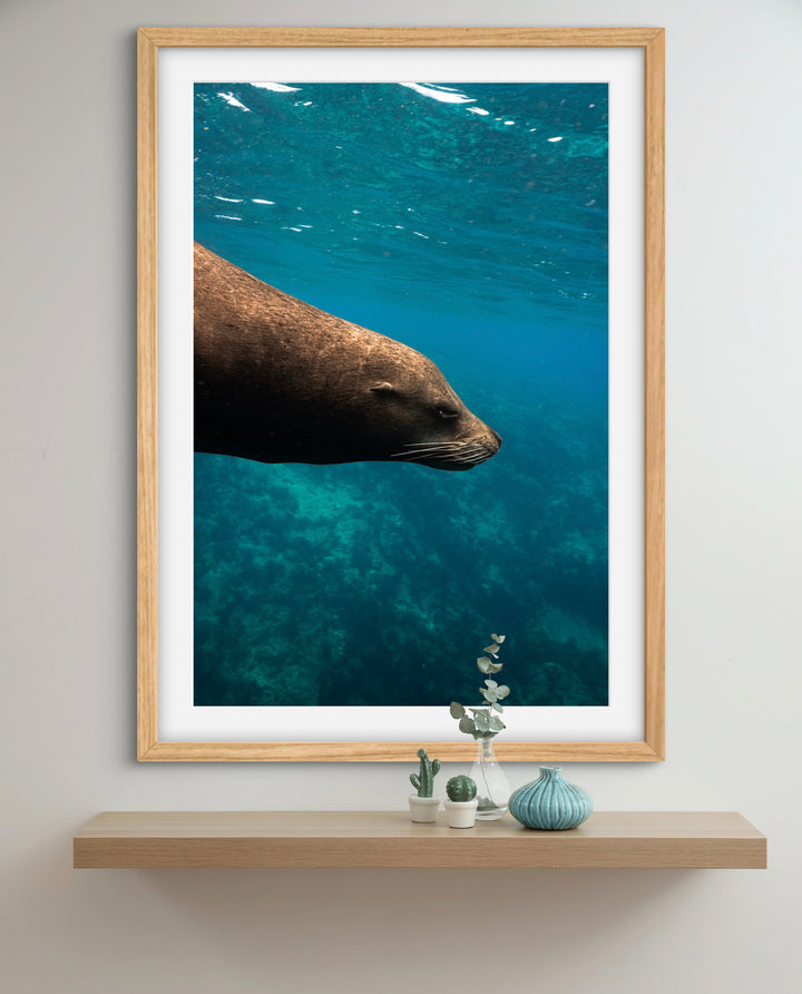 sea lion 1