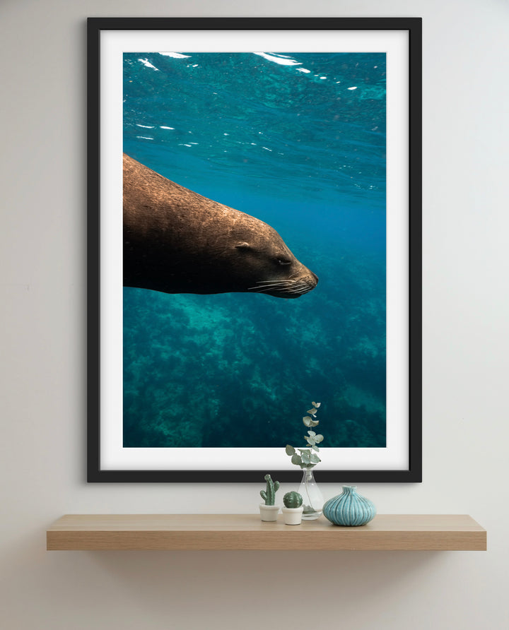 sea lion 1