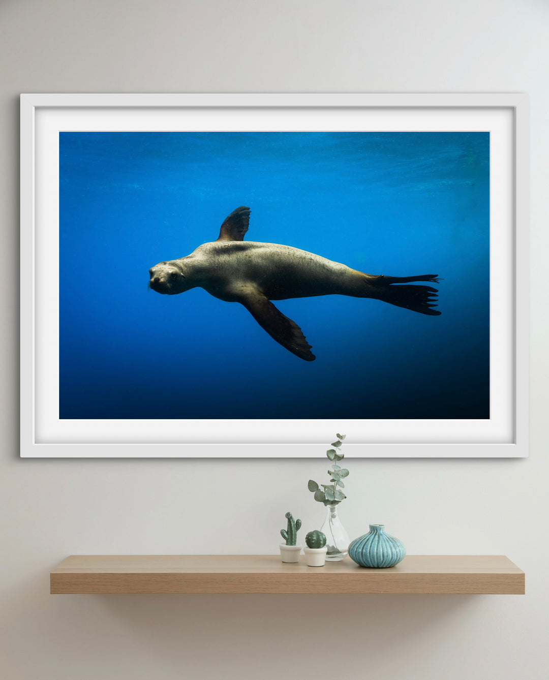 sea lion 3