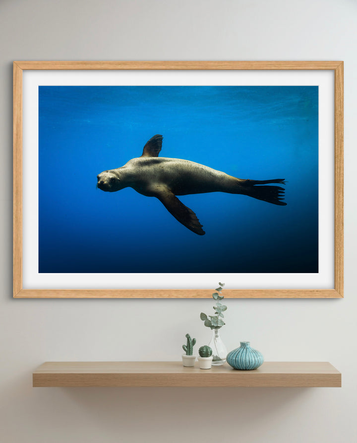 sea lion 3