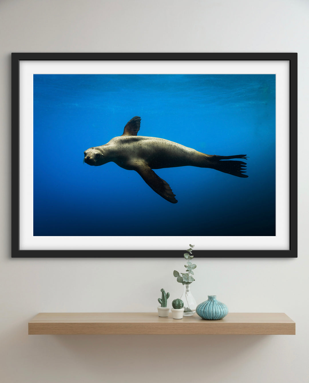 sea lion 3