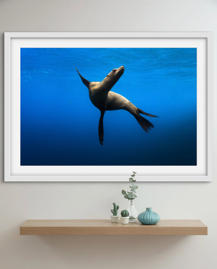 sea lion 2