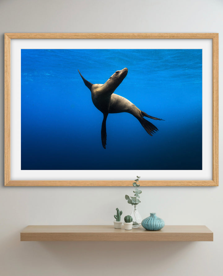 sea lion 2