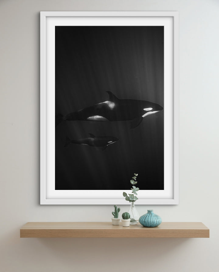 orca 1