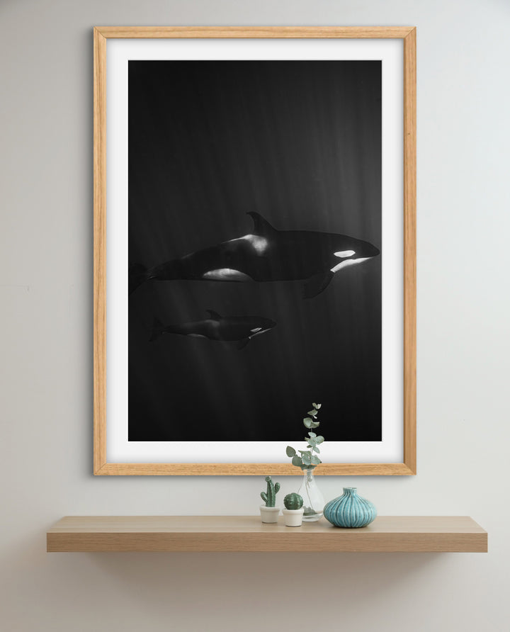 orca 1