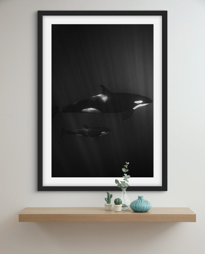 orca 1