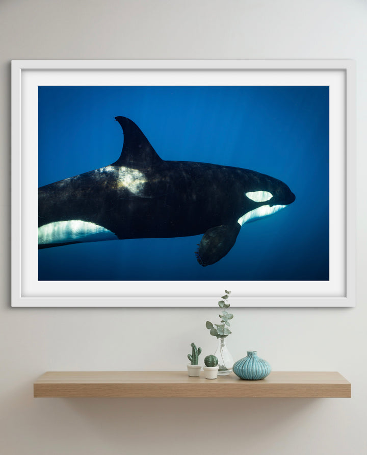 orca 2