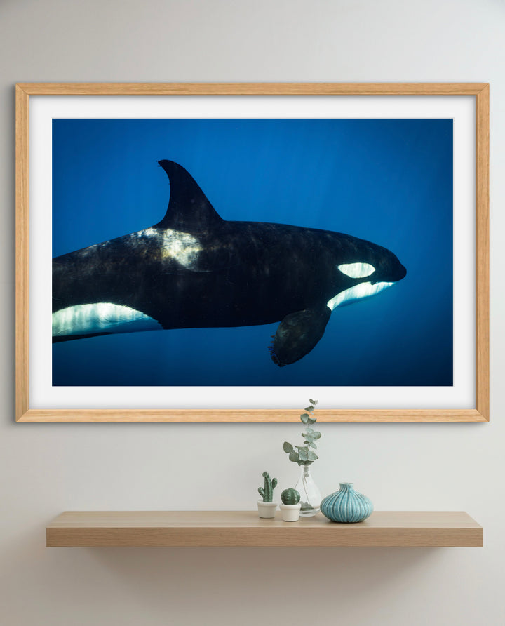 orca 2
