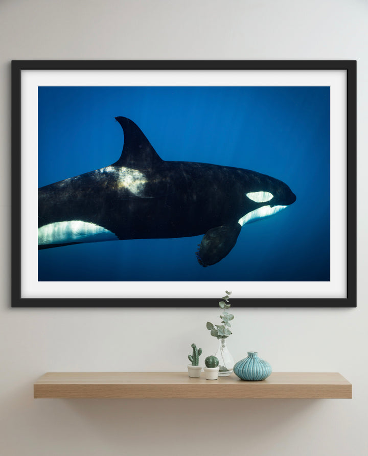 orca 2