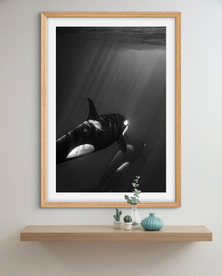 orca 3
