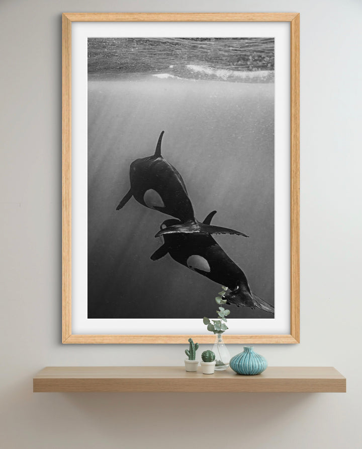 orca 4