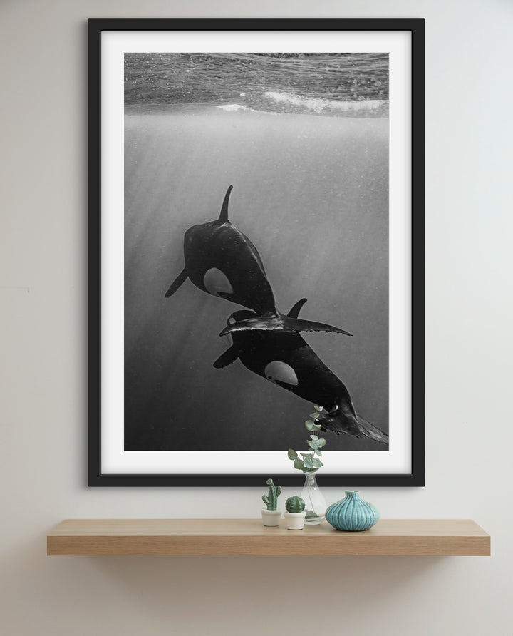 orca 4