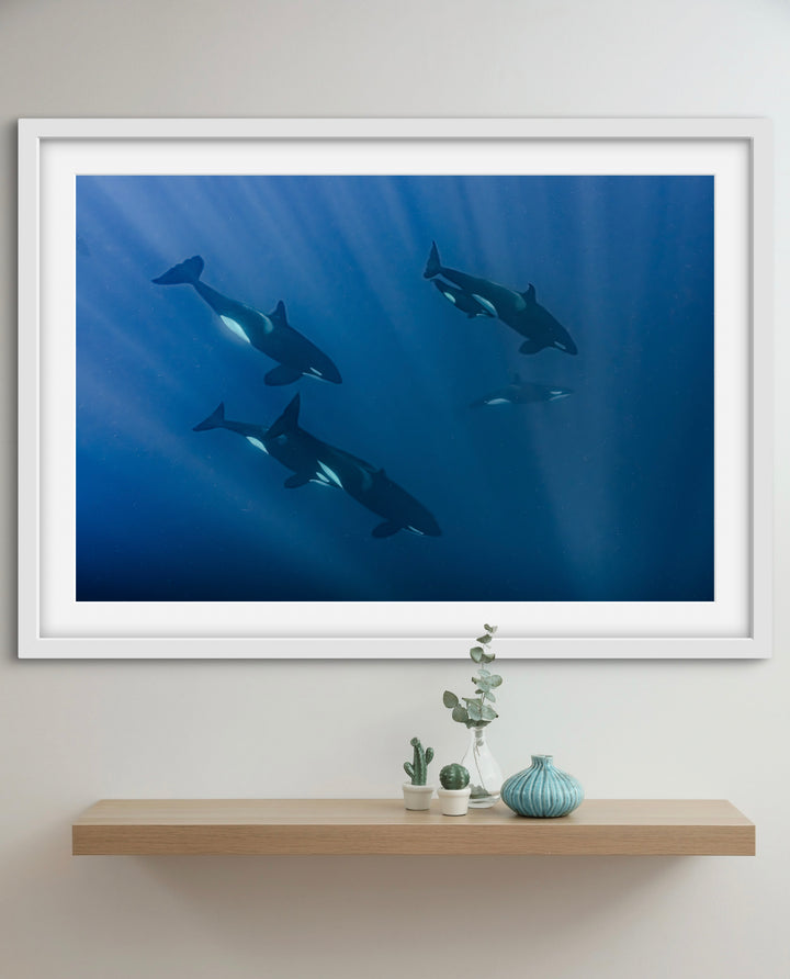 orca 8