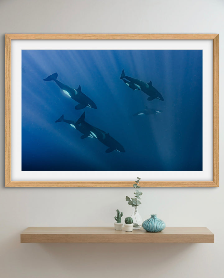 orca 8