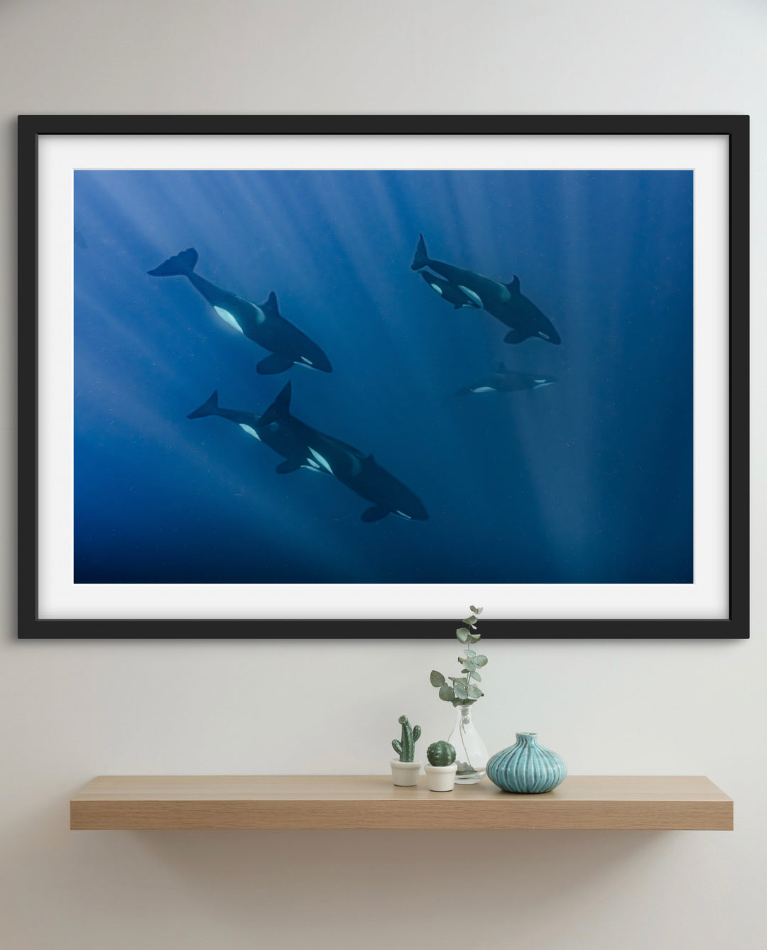 orca 8