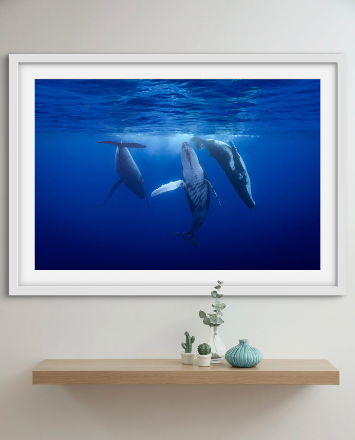 Humpback whale 10