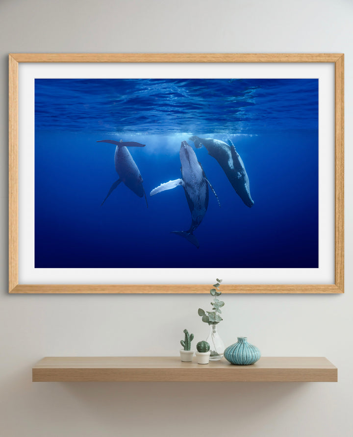 Humpback whale 10