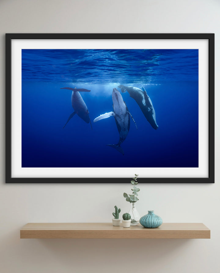 Humpback whale 10