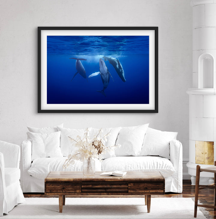 Humpback whale 10