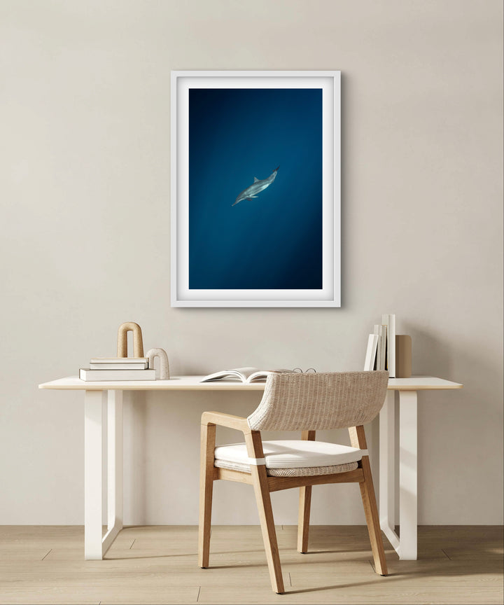 spinner dolphin 1