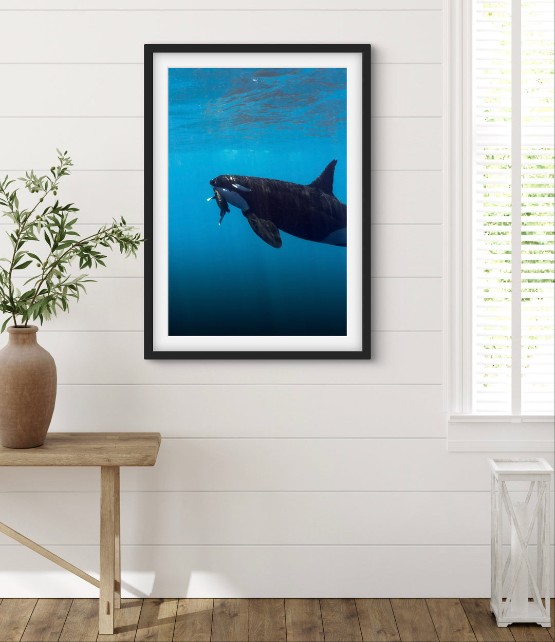 orca 7