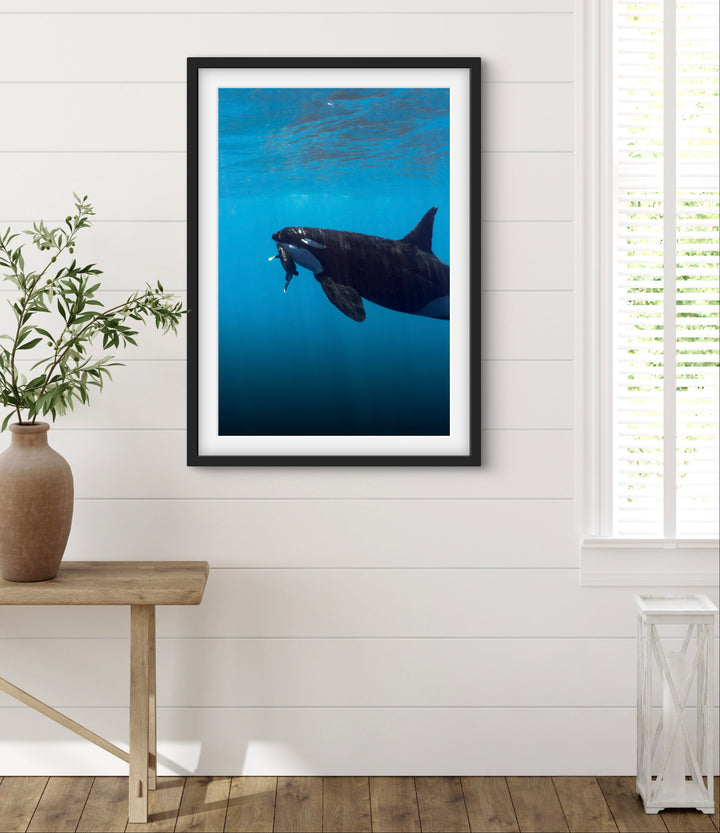 orca 7