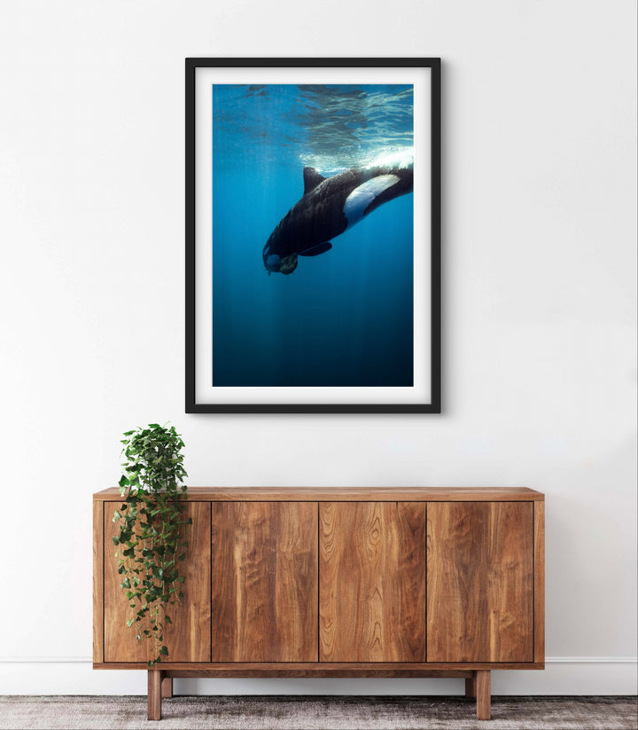 orca 6