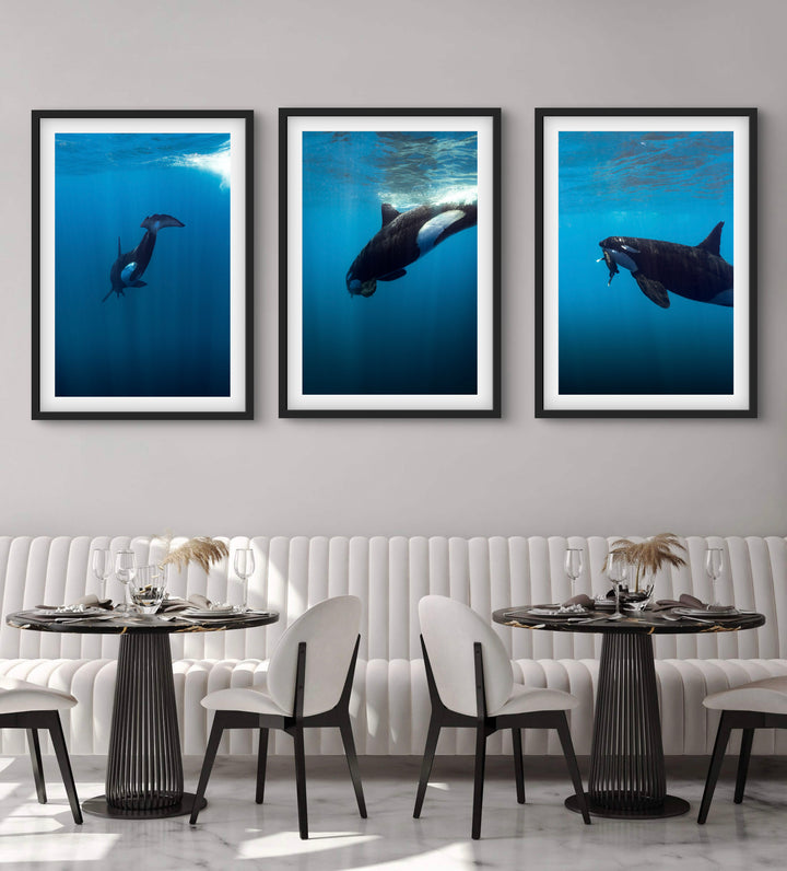 orca 7