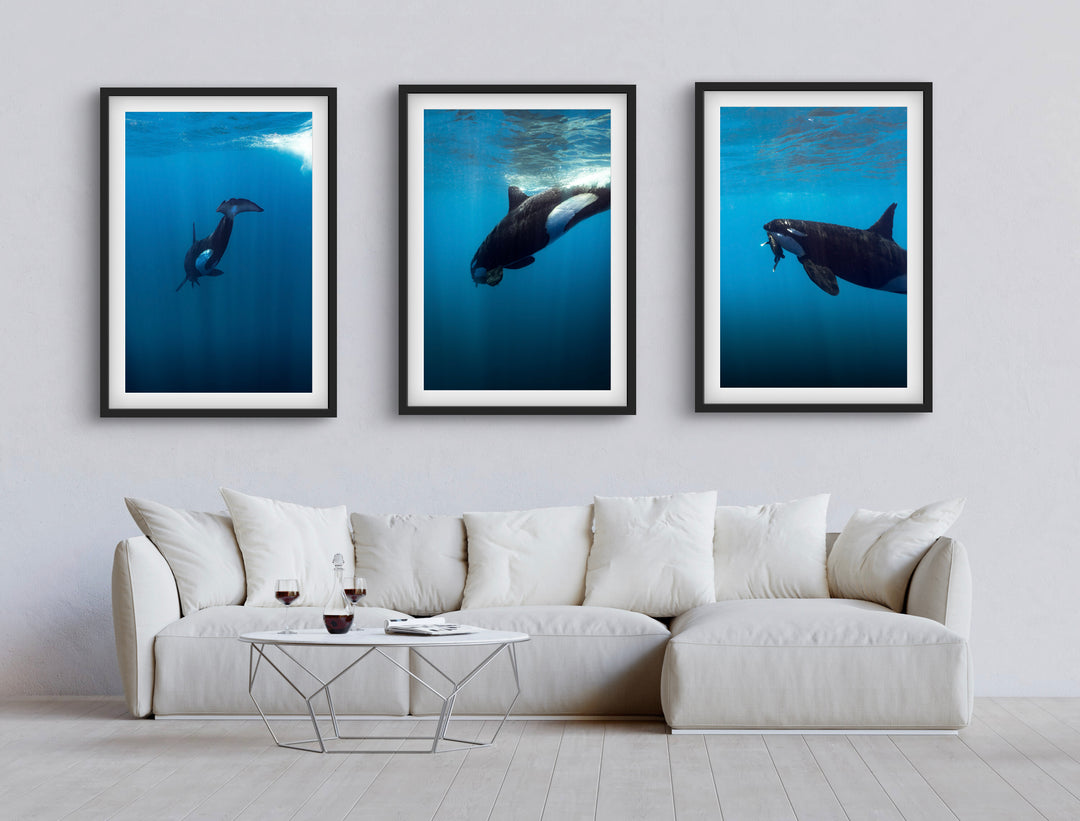 orca 5