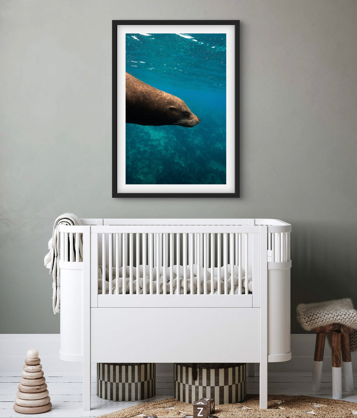 sea lion 1