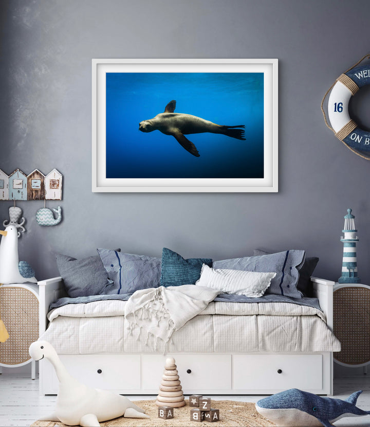 sea lion 3