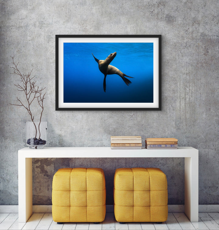 sea lion 2
