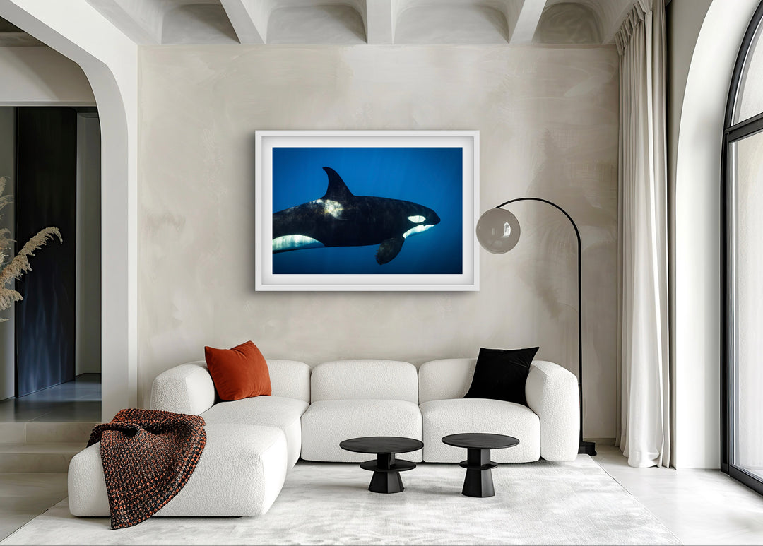 orca 2
