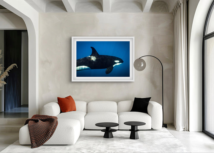 orca 2