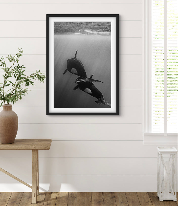 orca 4
