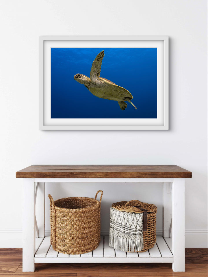 Ningaloo Turtle