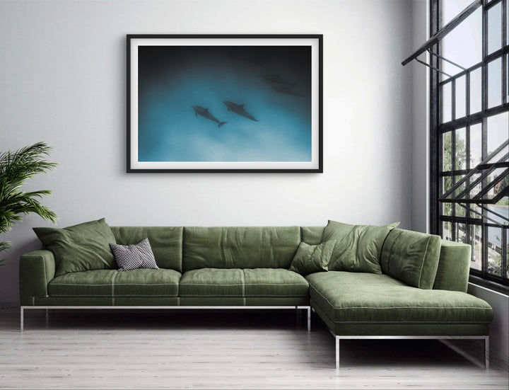 dolphins 1