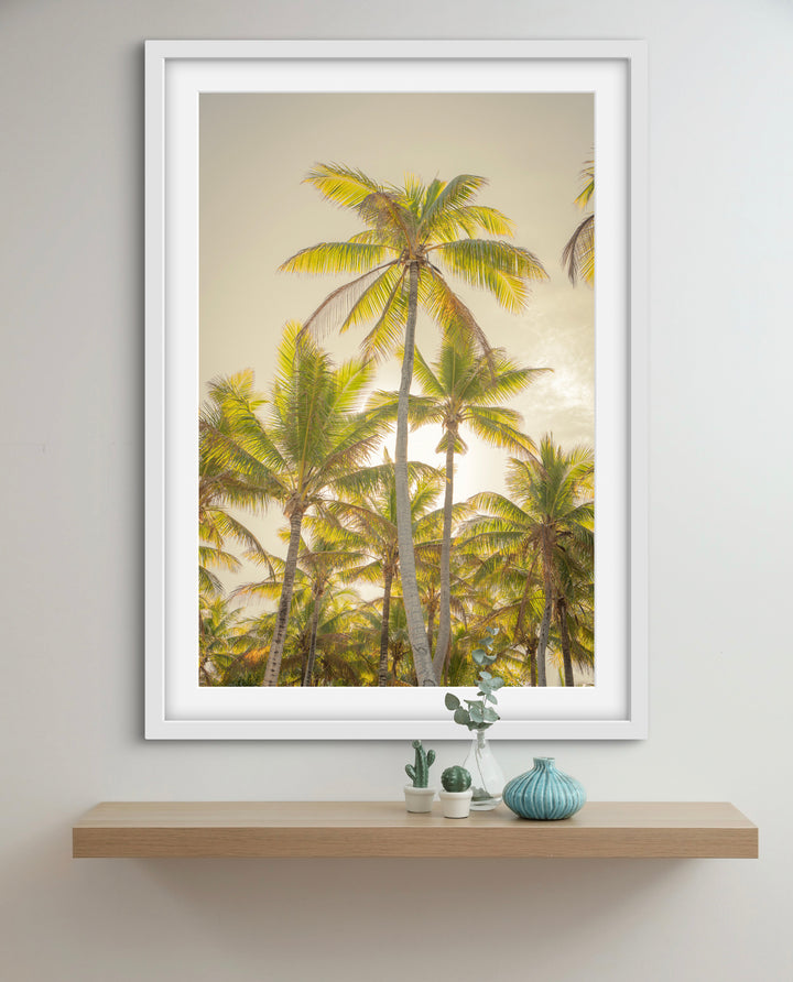 palms 8