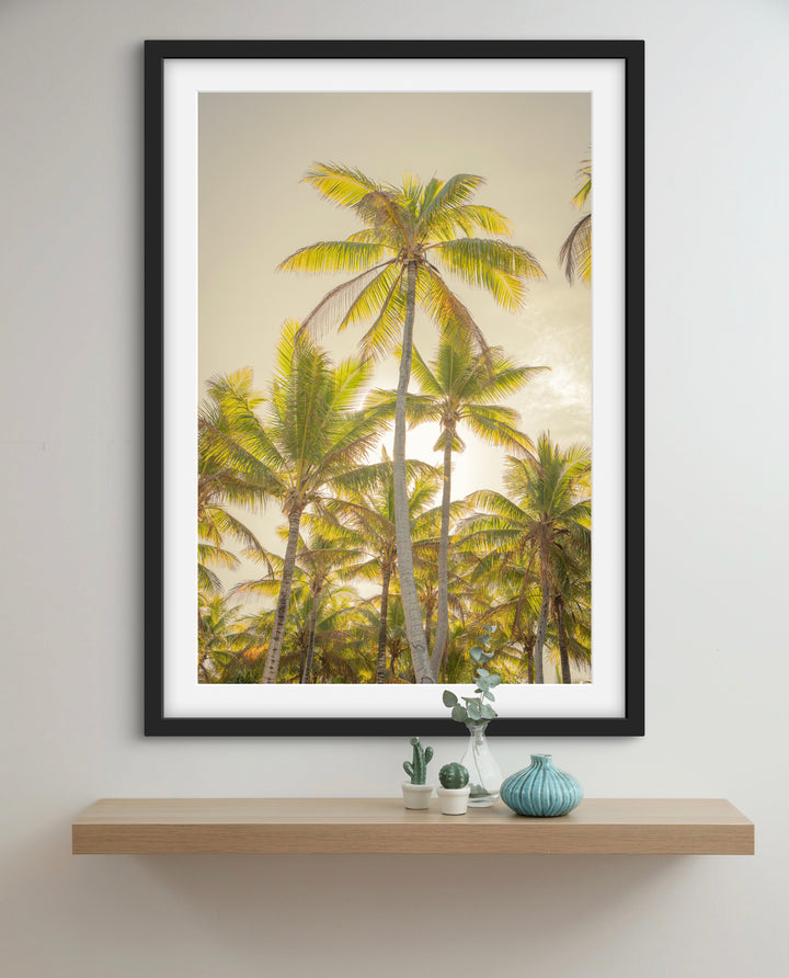 palms 8