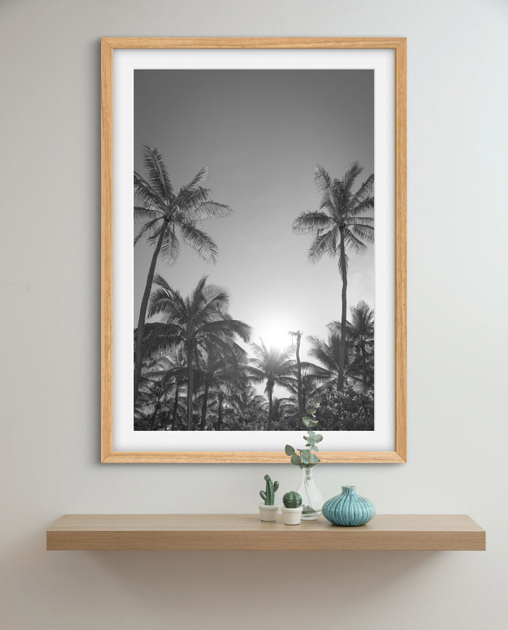 palms 6