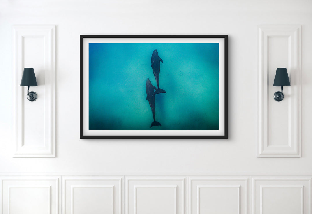 dolphin 2
