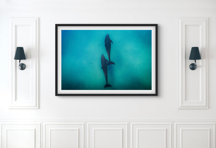 dolphin 2