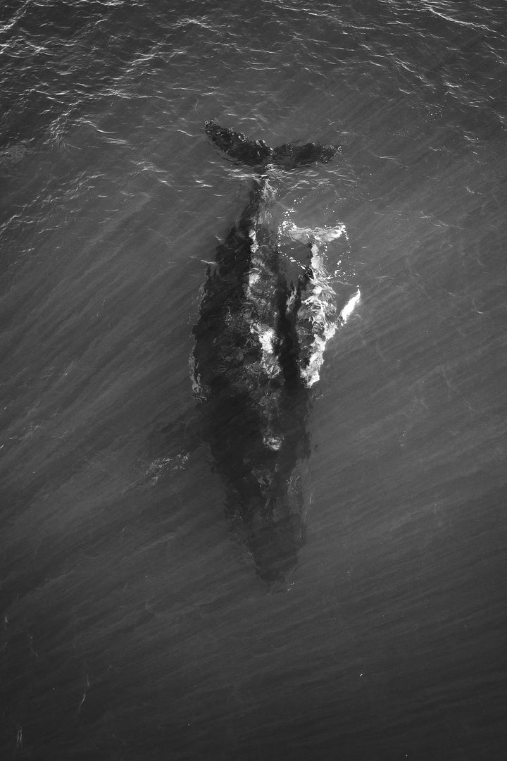 BW whale