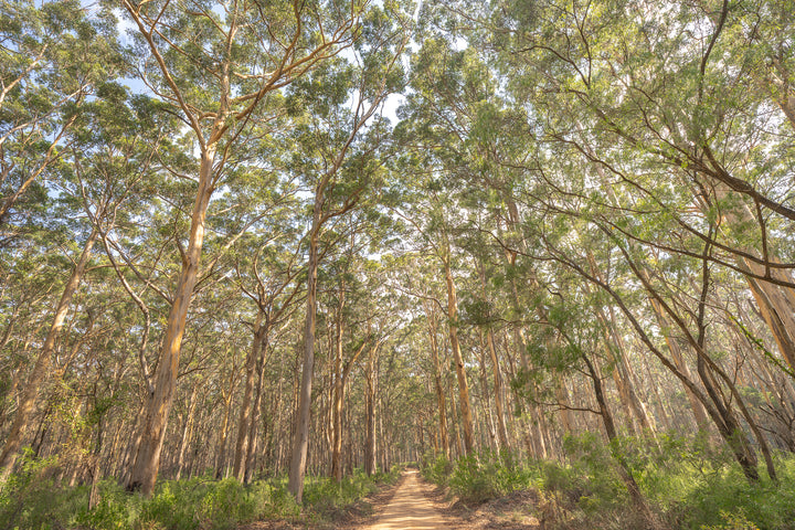 boranup 2