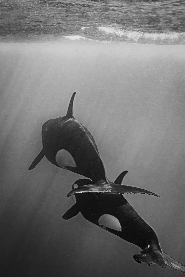 orca 4