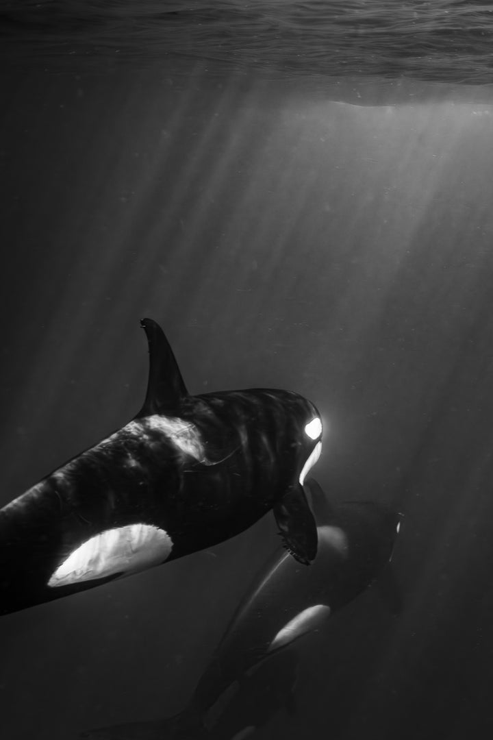 orca 3