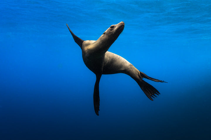 sea lion 2
