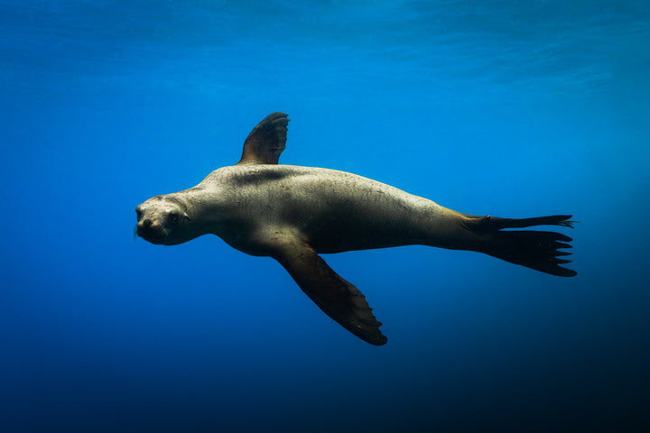 sea lion 3