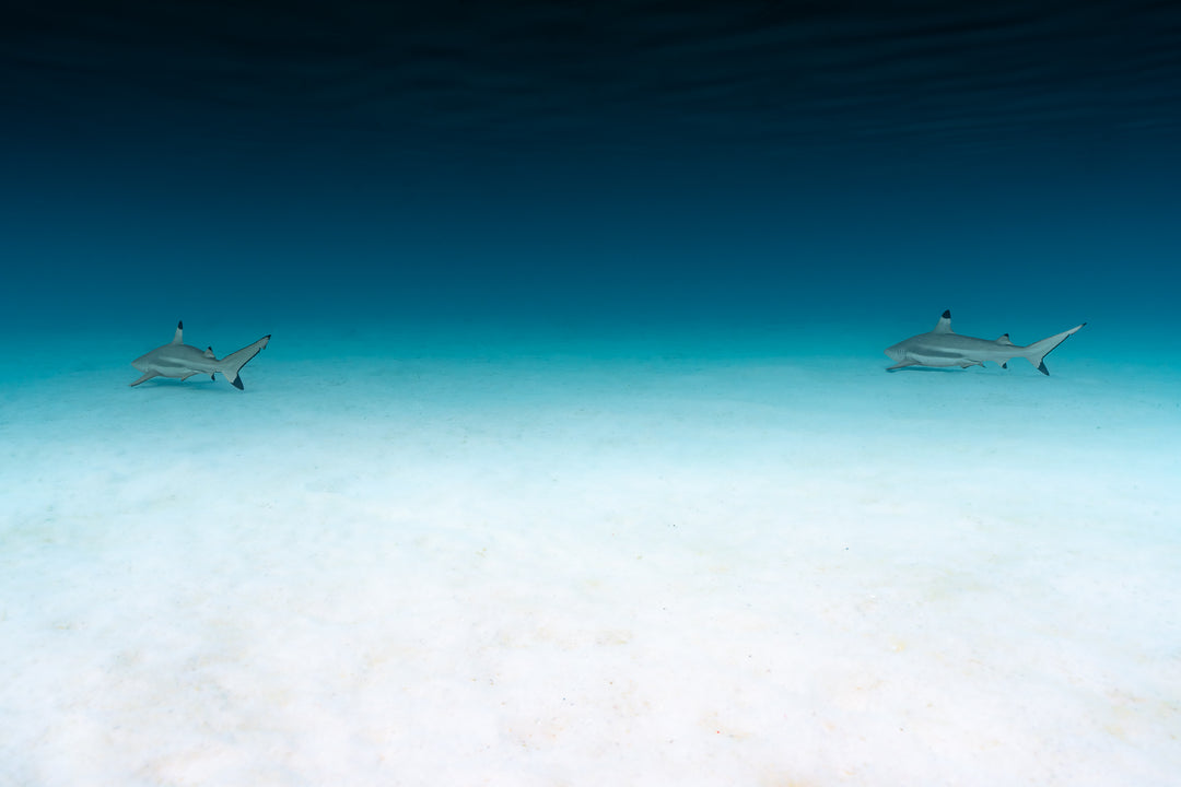 dos shark